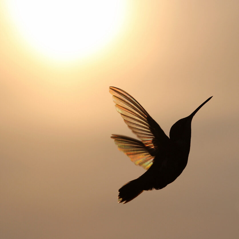Photograph of a hummingbird in flight, gracefully silhouetted against a golden sunset, with the sun showing rainbow like colors in the wings.